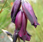 Cottage Garden Plants